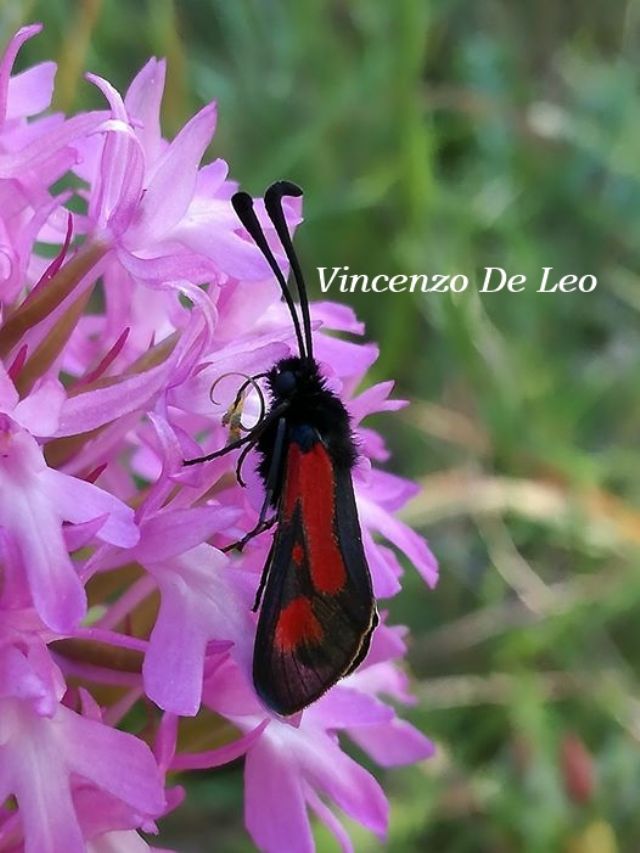 Zygaena ID dalla Puglia